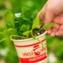 Spinach – Avon – 4″ Pot